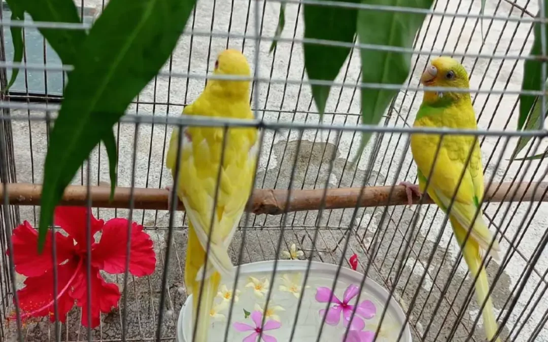 খাঁচার স্বাধীনতা