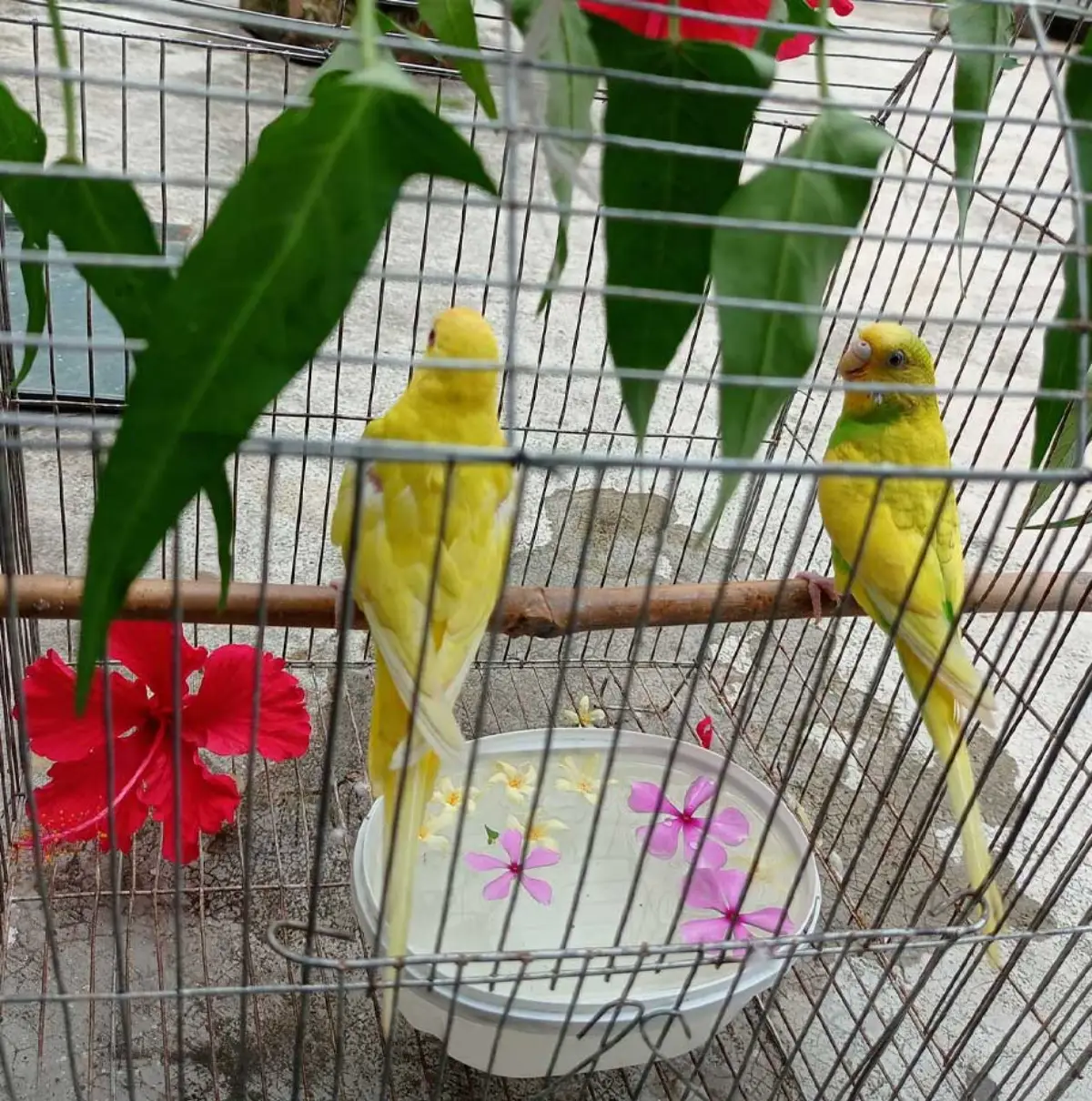 খাঁচার-স্বাধীনতা